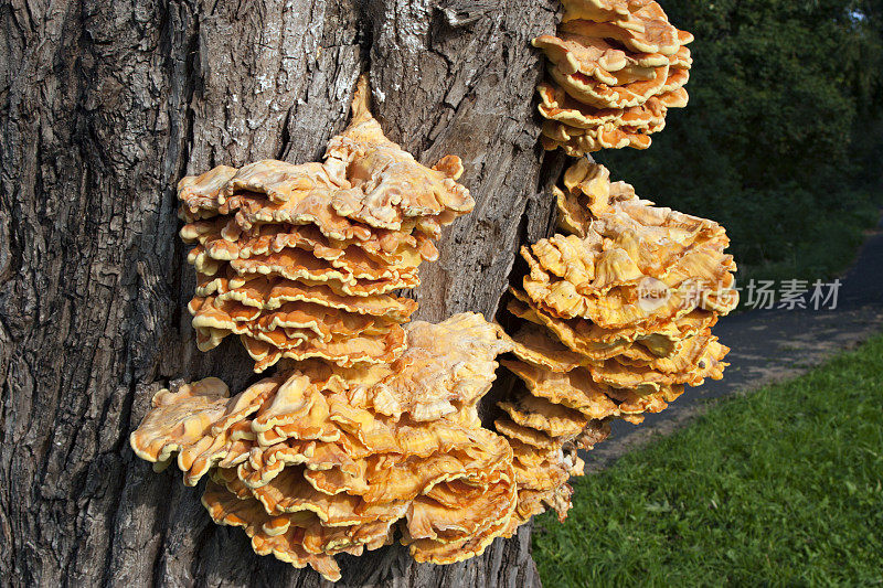 Laetiporus sulureus:森林之鸡